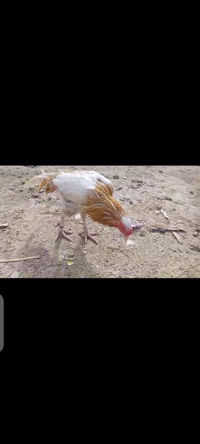 Mashallah  bireedr male  for sell