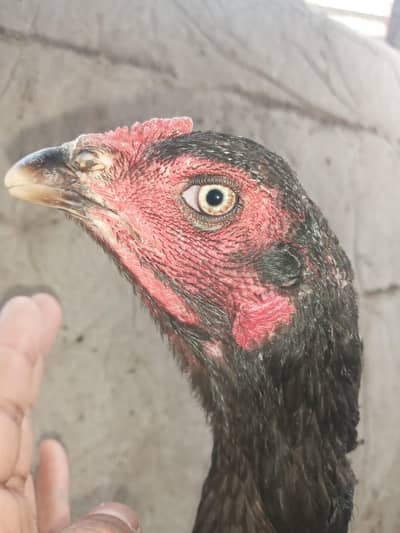 High Quality Thai madi