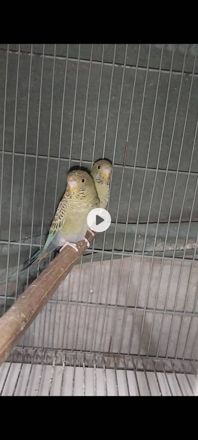 BF split BW split Blue