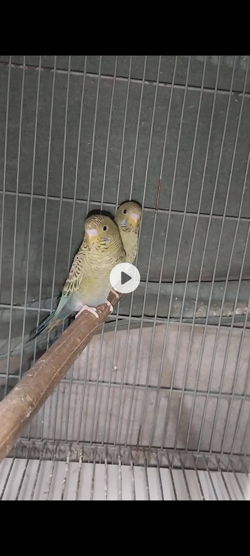 BF split BW split Blue 0