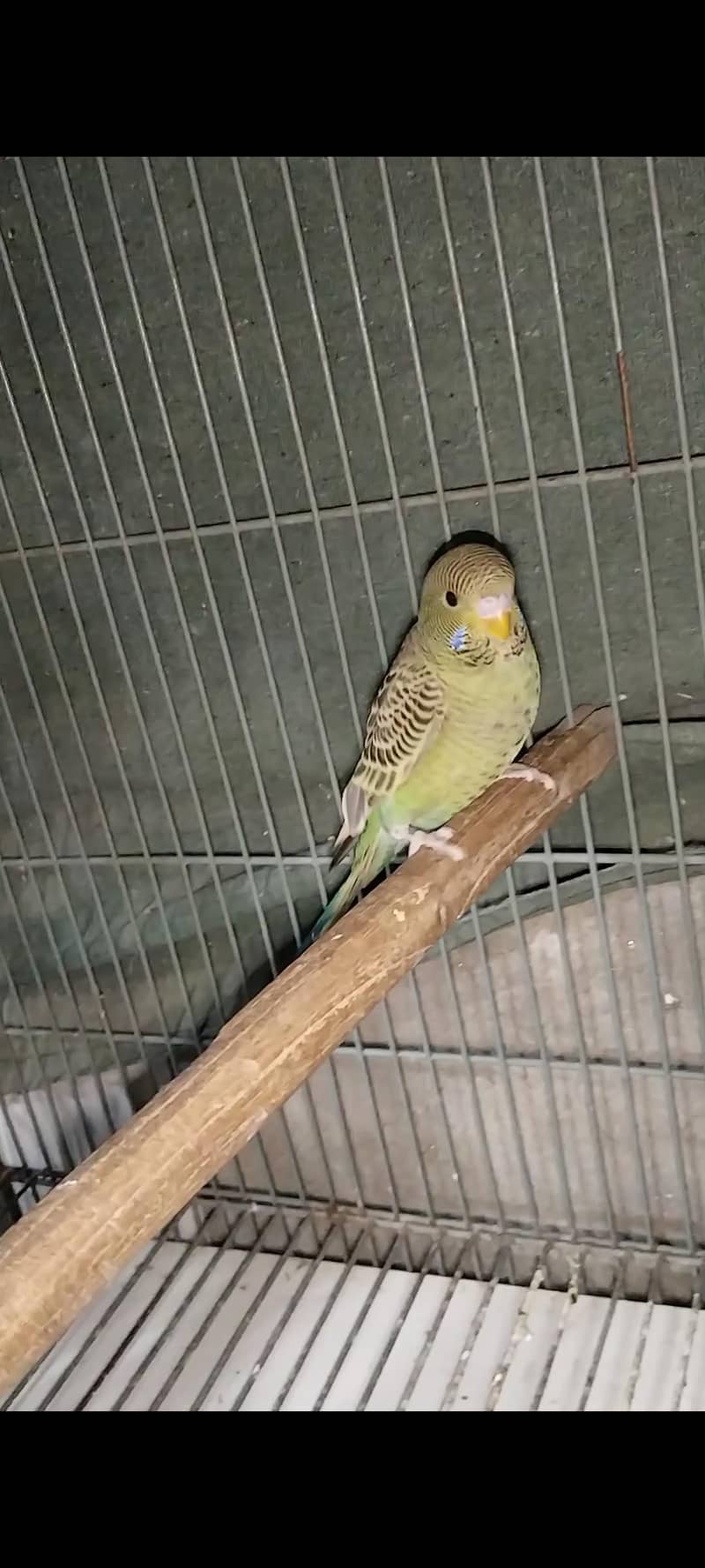 BF split BW split Blue 1