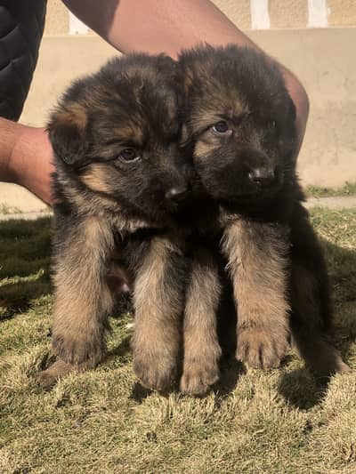 Germen shehperd pair for sale