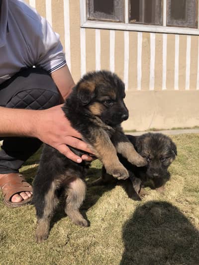 Germen shehperd female for sale