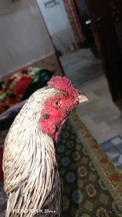 pure jageeri bloodline