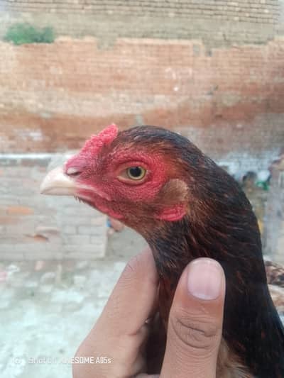 aseel Madi healthy active andu ka Liya tiyar ha cross ho rhi haa