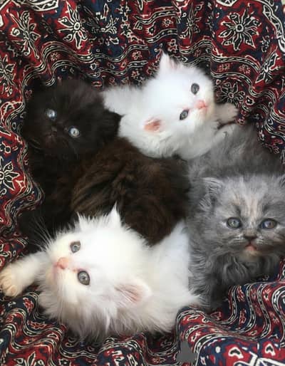 beautiful Persian kittens for sale in Hyderabad