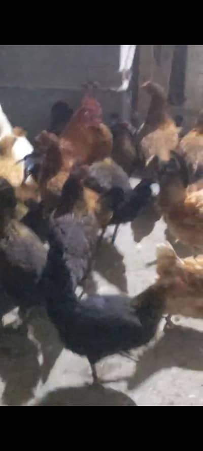 All for sale Healty active   Egg   layings