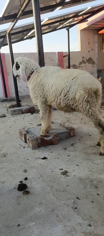 Male sheep | Chatra | mehnda | Eid special