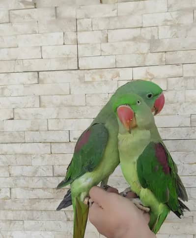 Kashmir raw parrot for sale 9 month age Whatsapp no 03222352063