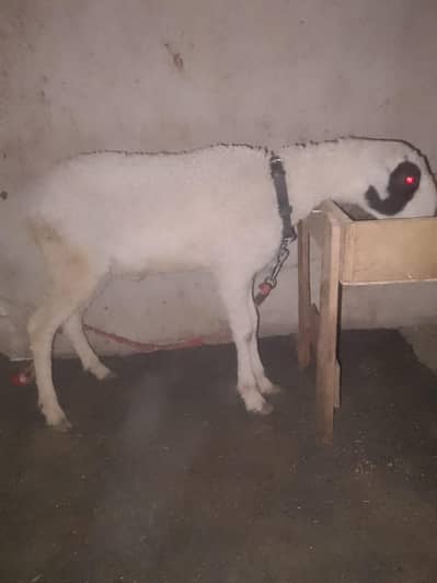 Mondra dumba wtsub nmbr 03102639551