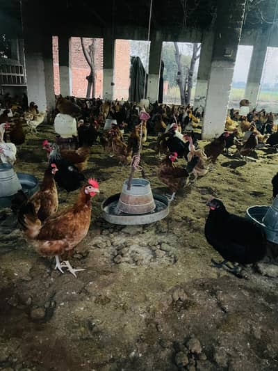 Murgi For Sale Urgent Rabta 03048330486