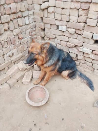 pure jerman shepherd female