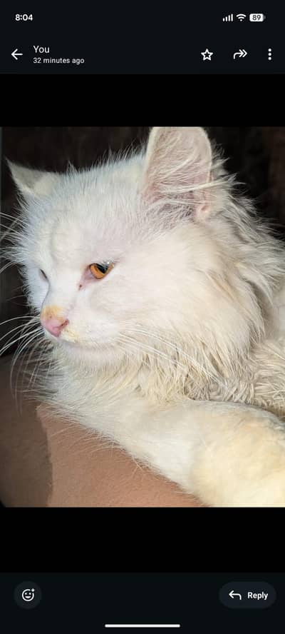 double cout white colors bhot frank ha