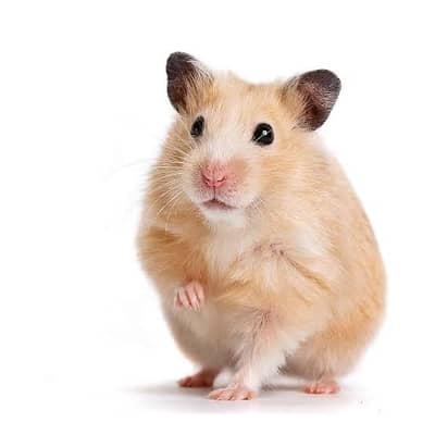American syrian hamster 
