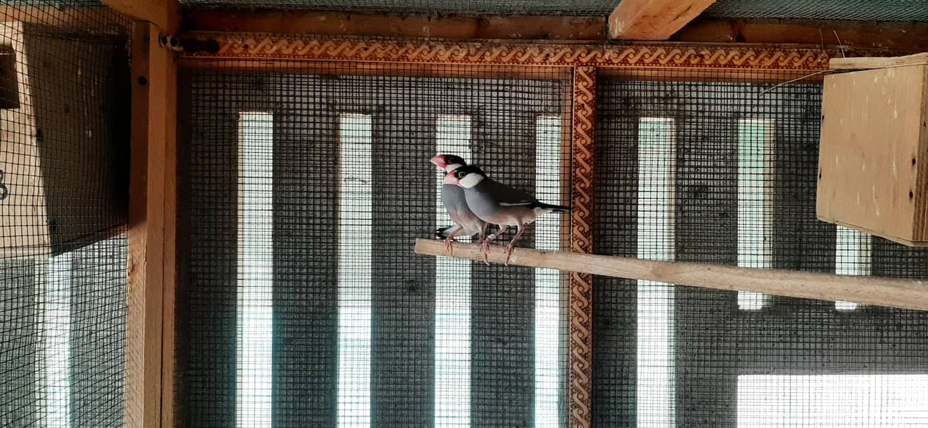 gray java and comman finches 0