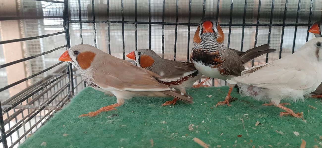 gray java and comman finches 3