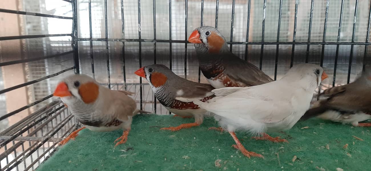 gray java and comman finches 5