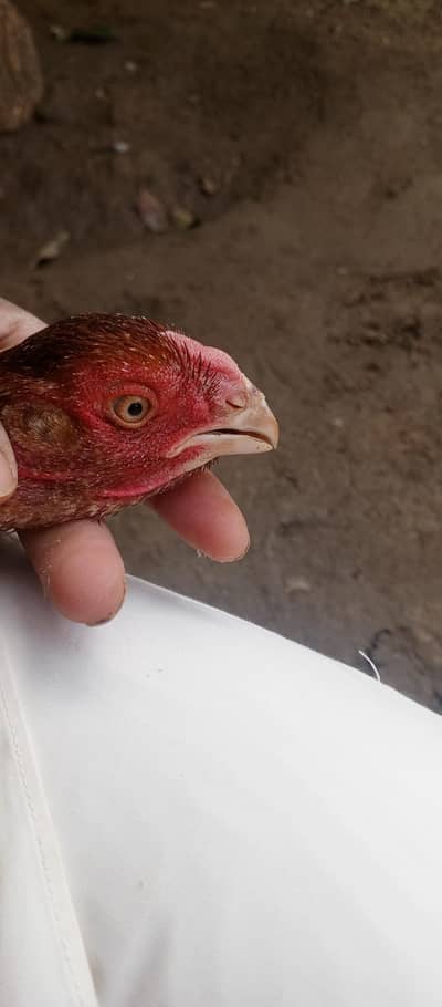 kurak murgi eggs chiks parrot beak shamo Turkish hint