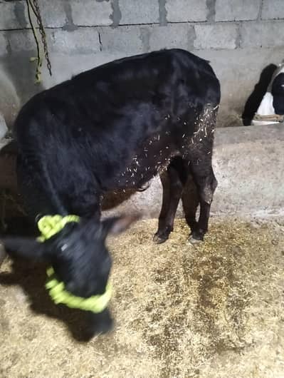 Beautiful pure Desi black bachri age 18th months