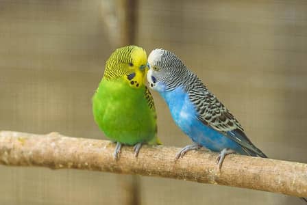 mugha kafi Sara budgies pairs chaheya