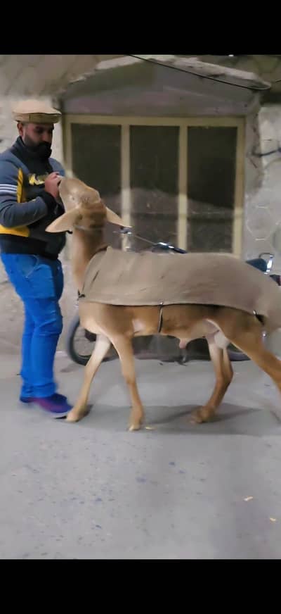 ماشاءاللہ خوبصورت دمبہ فروخت کے لیے دستیاب