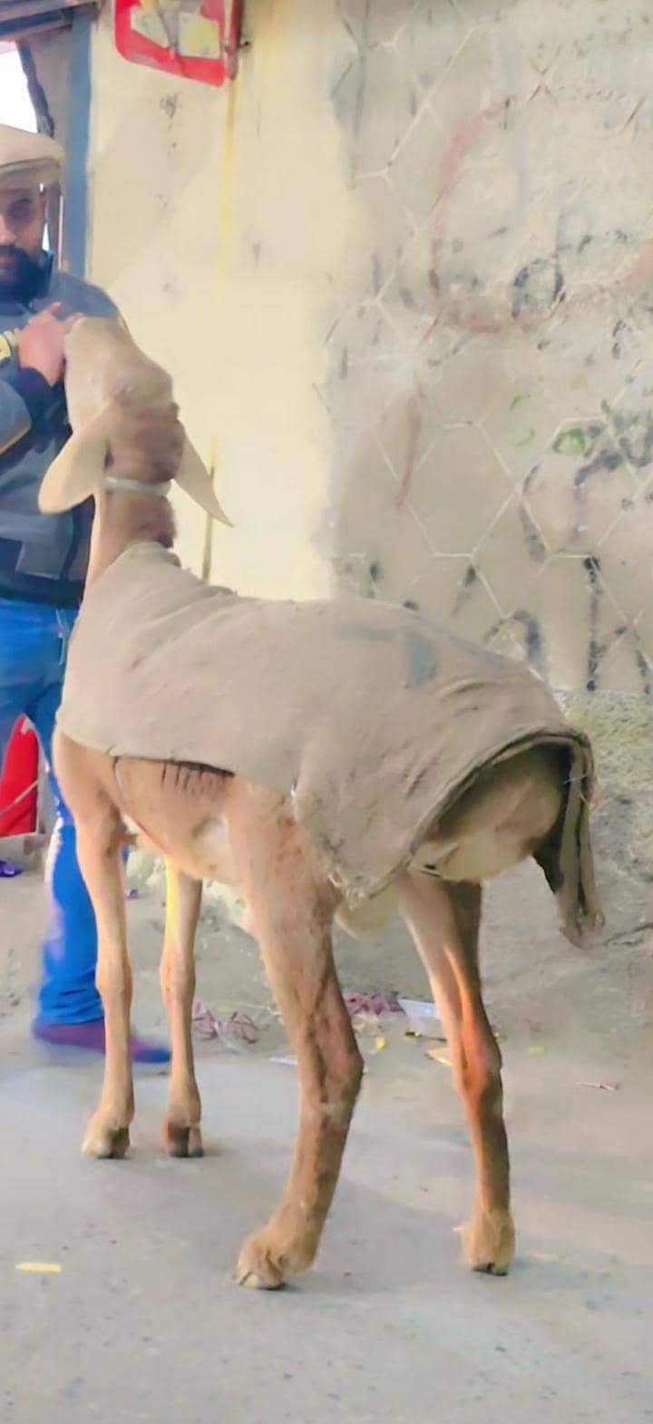 ماشاءاللہ خوبصورت دمبہ فروخت کے لیے دستیاب 3