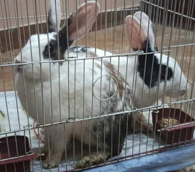 Pair of rabbits