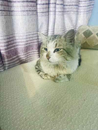 Beautiful Grey-White Male Cat | Calm Nature | Fully Trained