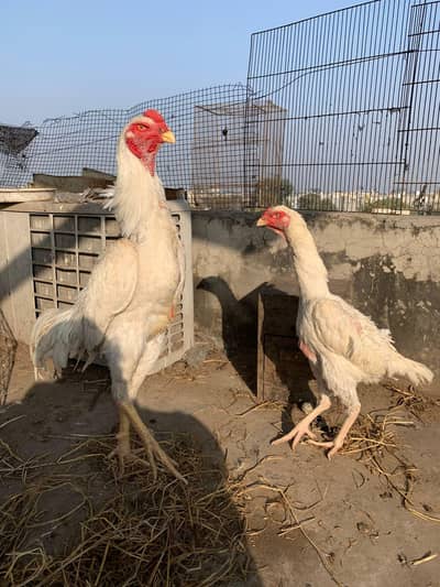 White 0 Shamo ] German Shamo ] King Shamo