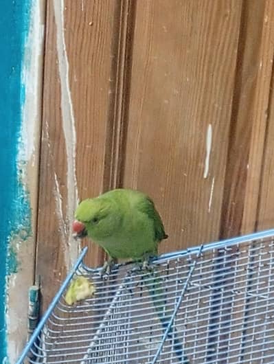 Green parrot For sale