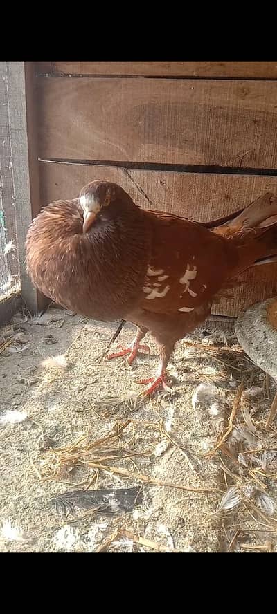 hasshin pouter red fimale