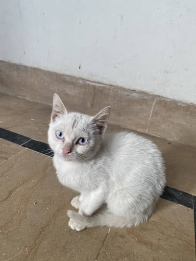 Persian white eyes cat