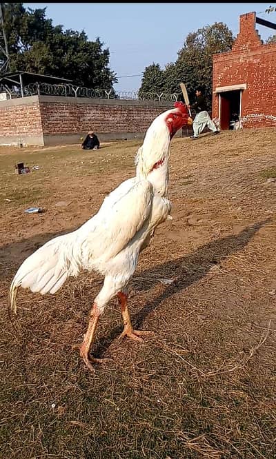 White King Shamo Pair