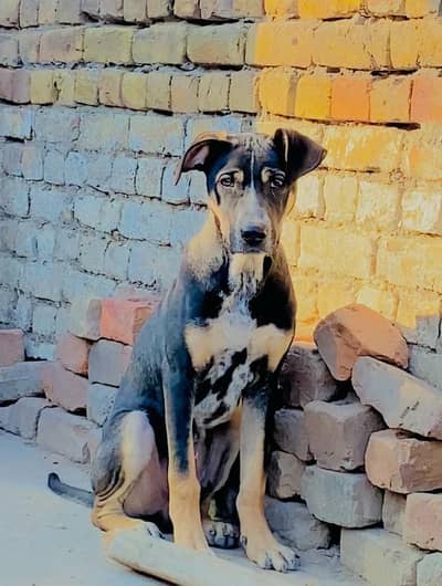 pagoo gultair dog home breed