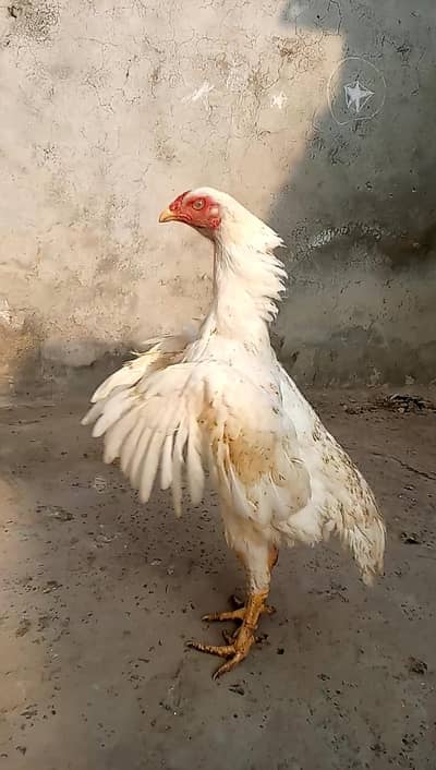 White King O Shamo Egg Laying Female