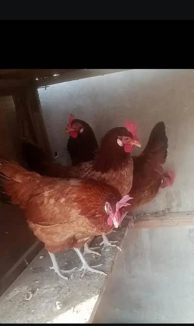 Andy wali fresh murgiya