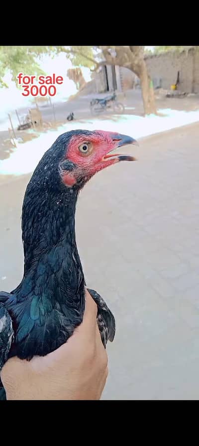 ya sale kr rha hn kisi ko chaiye to contact krain