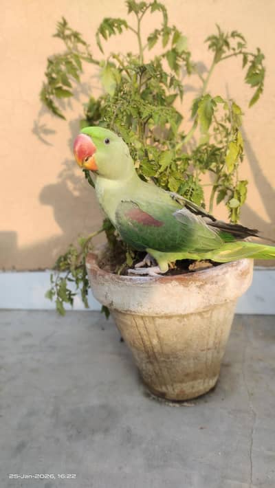 Kashmiri Raw Talking And hand tame