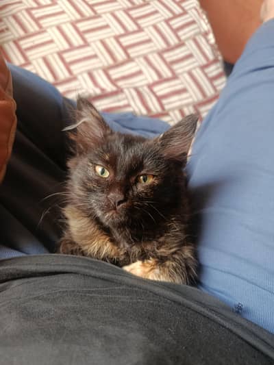 Pair kittens for sale (03426784950)