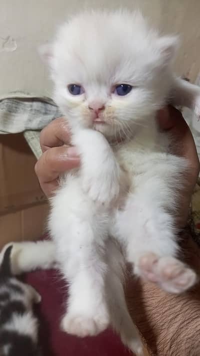 Persian kittens