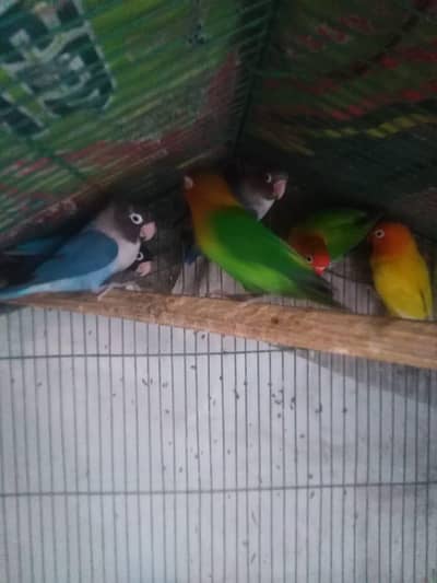 3 pairs Healthy and active  03035846813