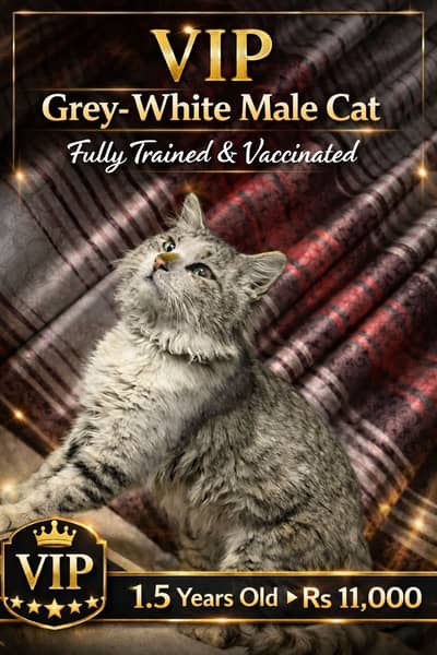 Beautiful Grey-White Male Cat | Calm Nature | Fully Trained