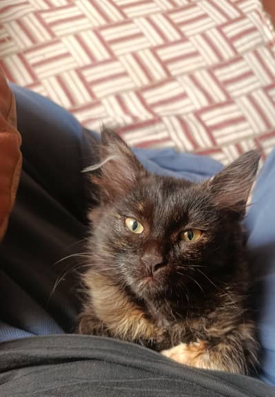 Pair kittens for sale ( 03426784950)