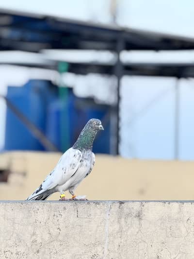 4 pigeons high flying
