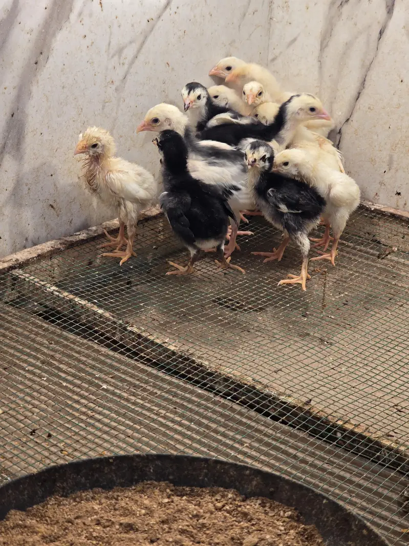 King size o shamo/high quality/white shamo chicks/aseel shamo chick — photo 9