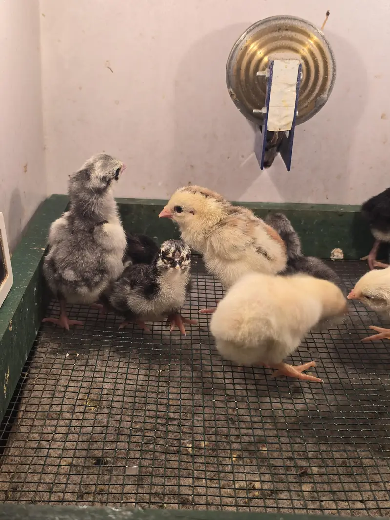 King size o shamo/high quality/white shamo chicks/aseel shamo chick — photo 10