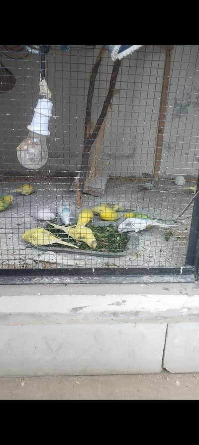 whole budgies colony