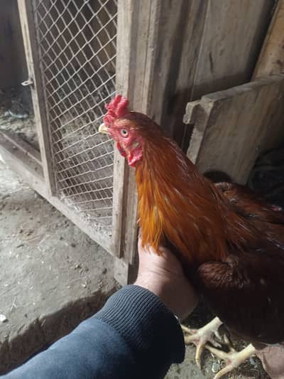 Aseel Male or Mundra Male