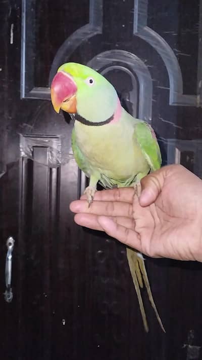 Raw Male 0321.7242445 whatsapp