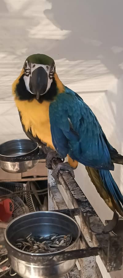 MACAW  blue n gold  TAME available